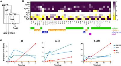 Pri smORF Peptides Are Wide Mediators of Ecdysone Signaling, Contributing to Shape Spatiotemporal Responses